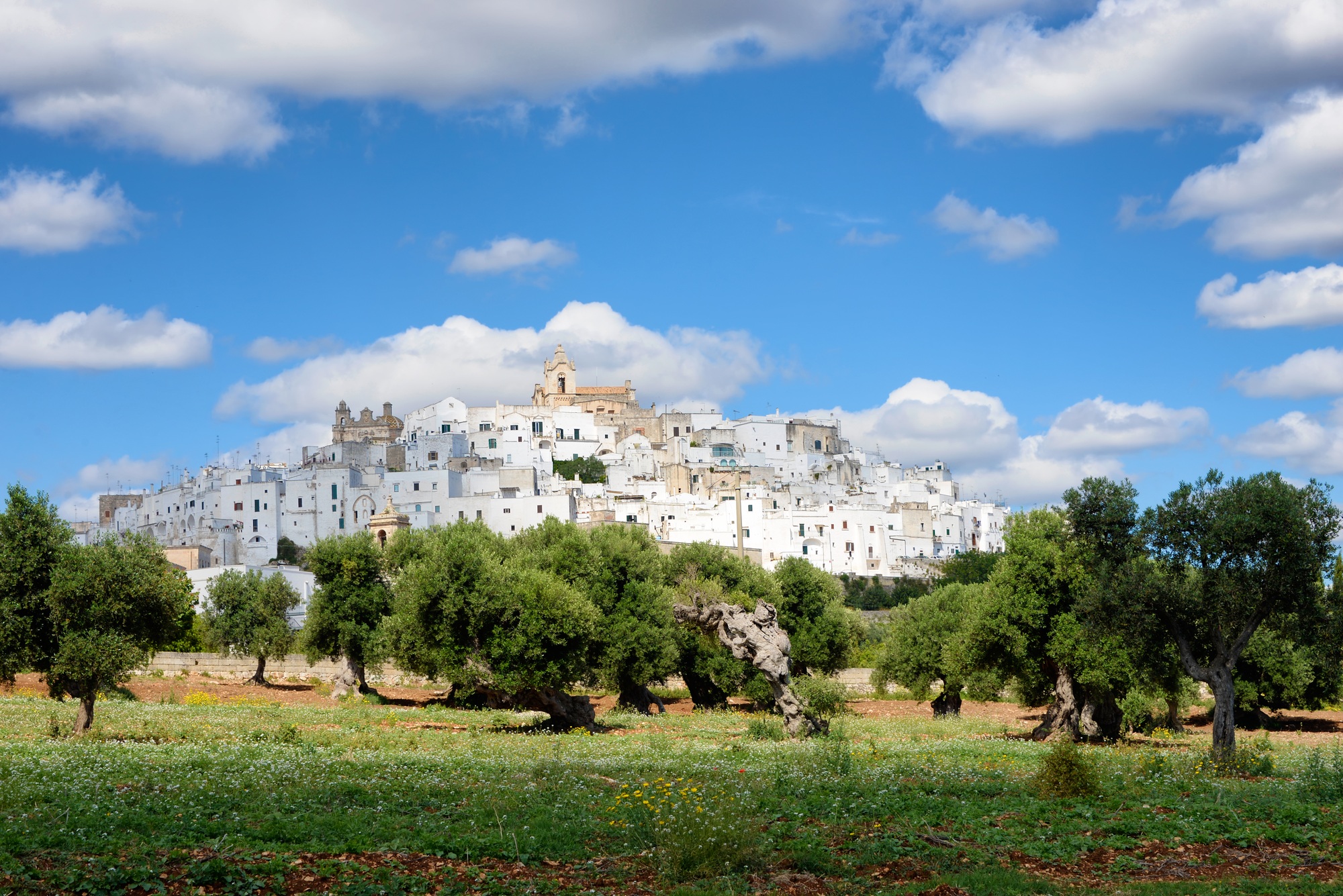 Ostuni, the white city of Puglia with olive trees